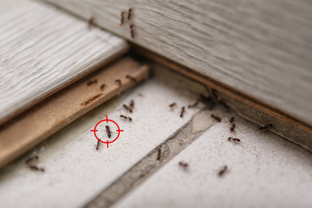 Best Pest Removal Services  in Country Homes, WA
