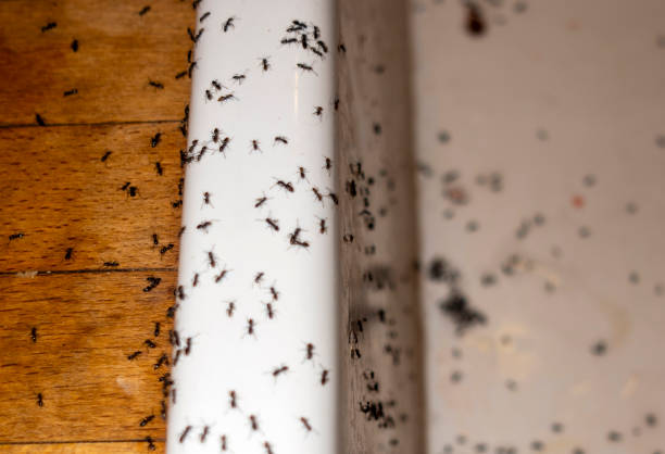 Best Pest Removal Services  in Country Homes, WA