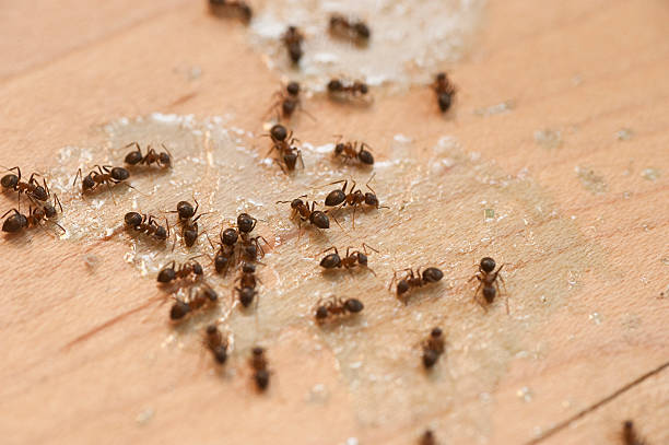 Best Cockroach Control Services  in Country Homes, WA