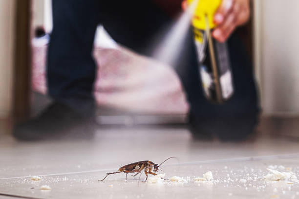 Professional Pest Control in Country Homes, WA